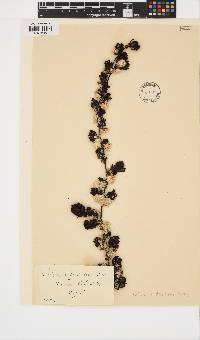 Turbinaria decurrens image