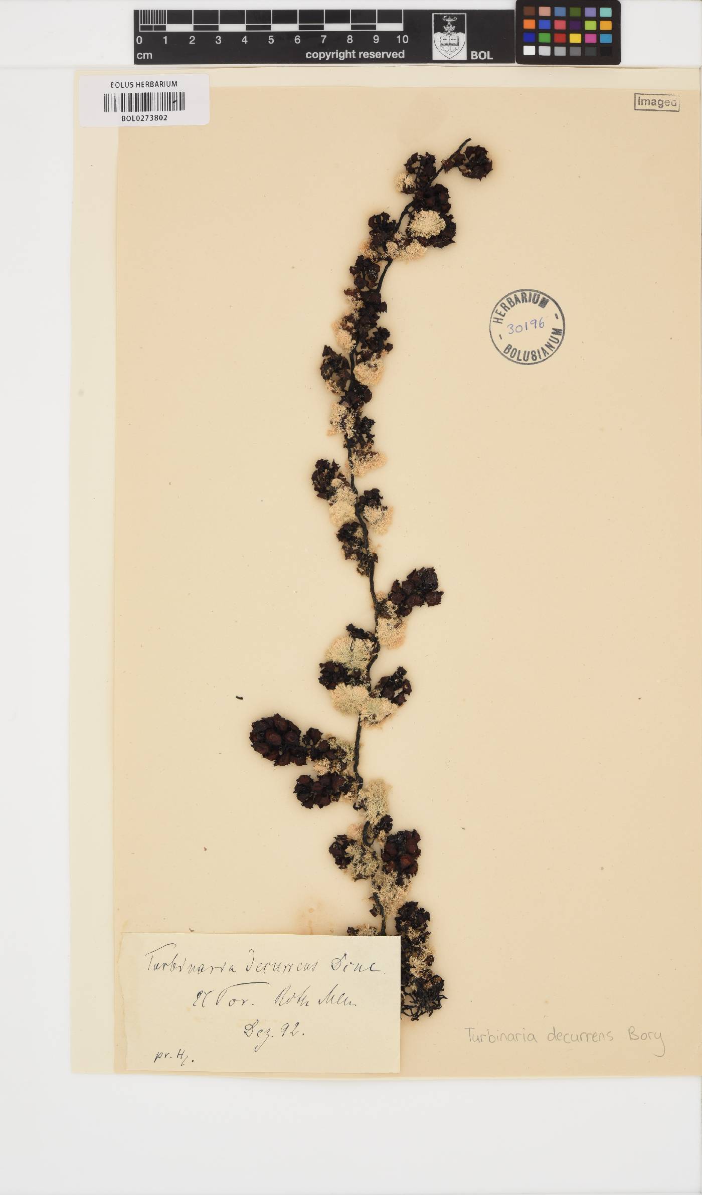 Turbinaria decurrens image