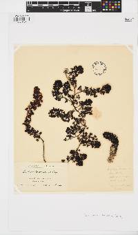 Turbinaria decurrens image