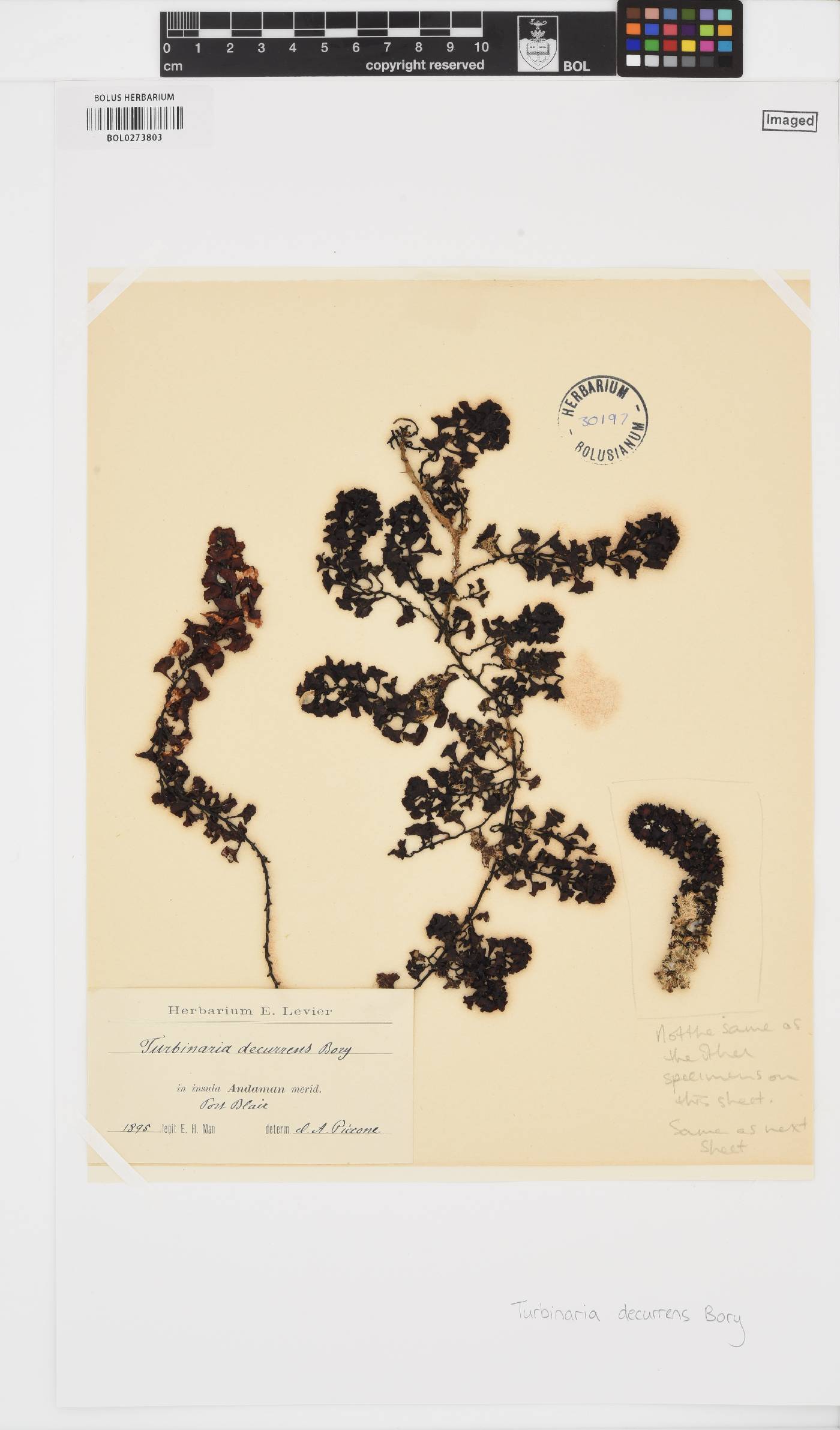 Turbinaria decurrens image