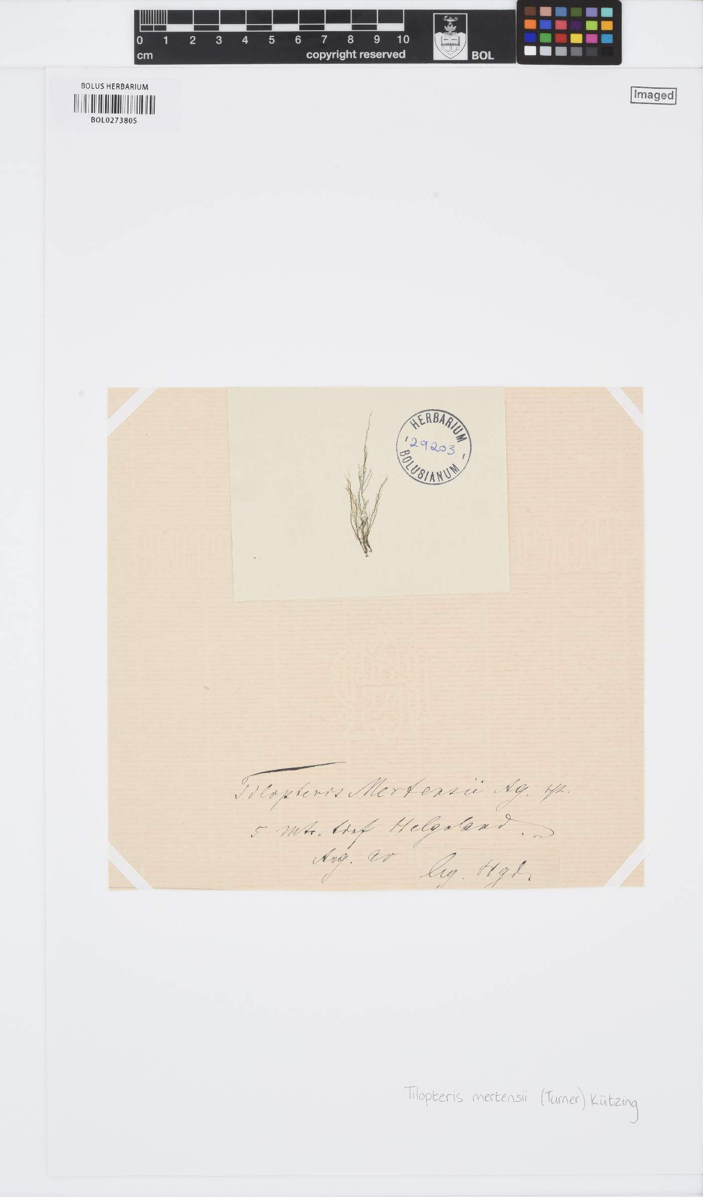 Tilopteris image