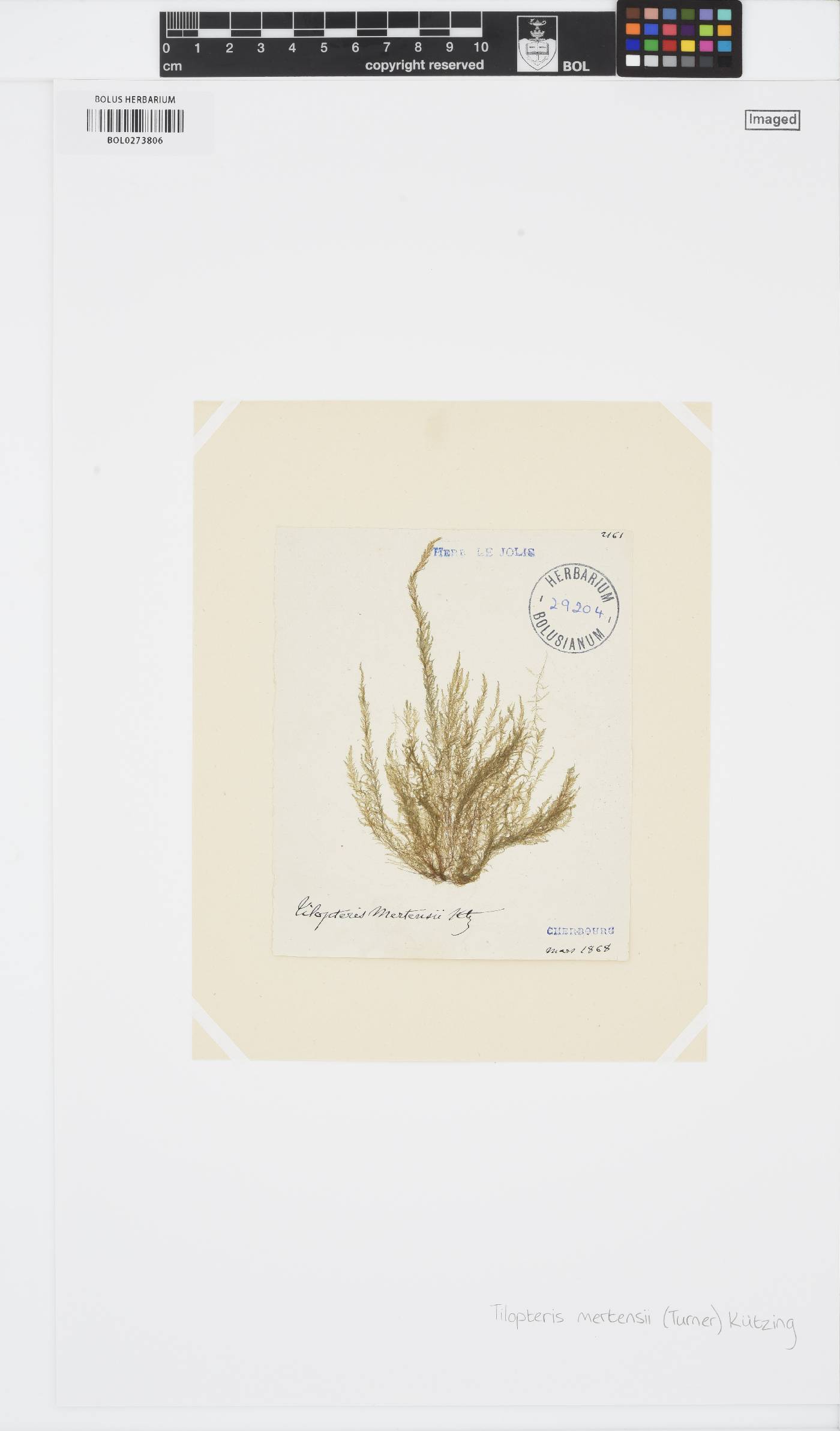 Tilopteris mertensii image