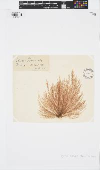 Tilopteris mertensii image