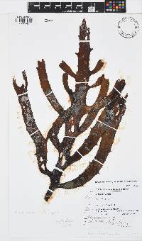 Ecklonia maxima image