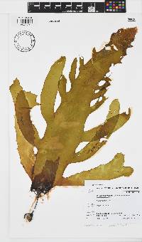 Ecklonia maxima image