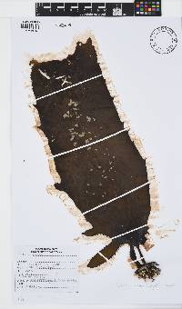 Ecklonia radiata image