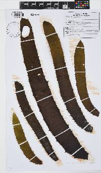 Ecklonia radiata image