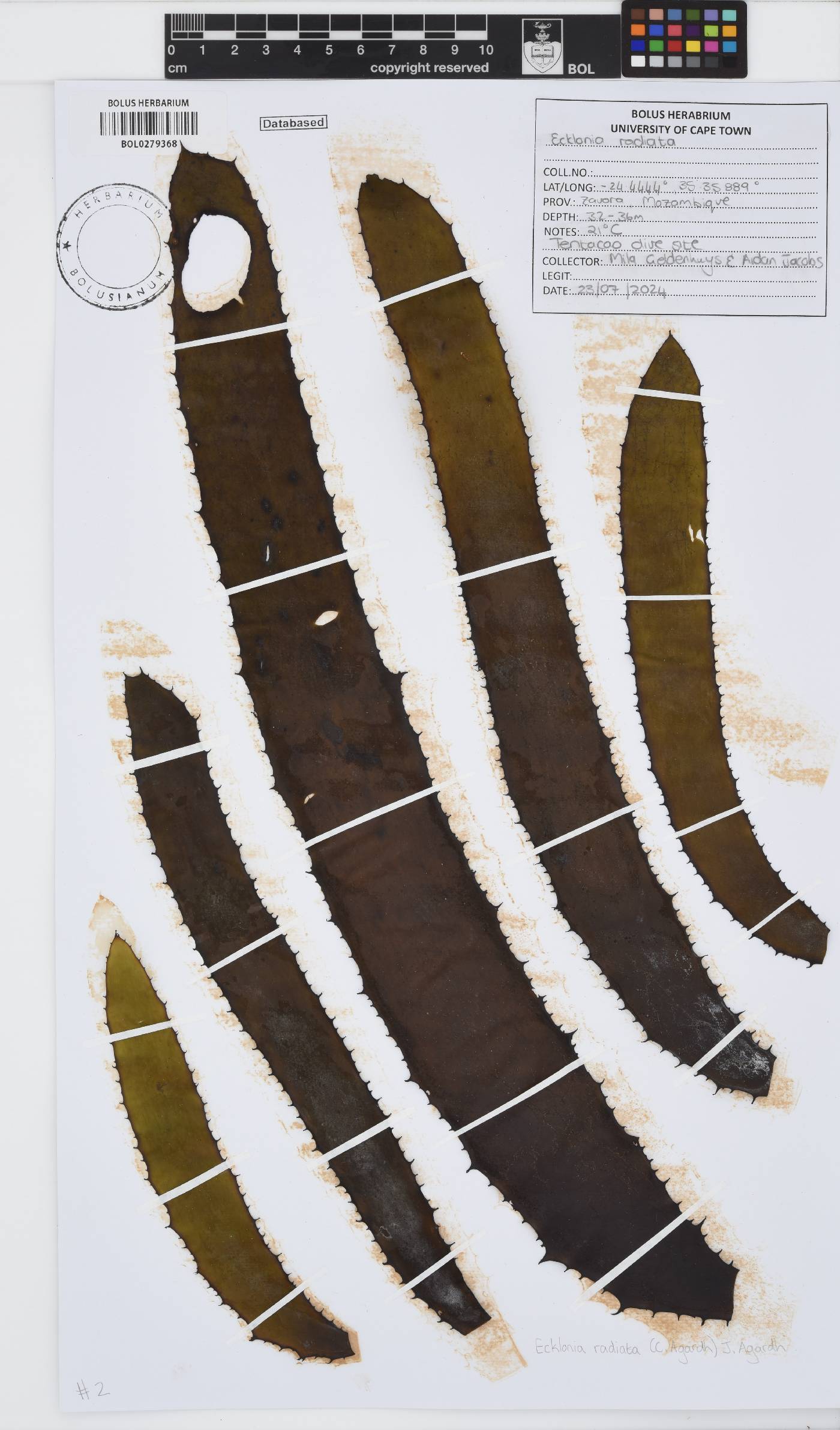 Ecklonia radiata image
