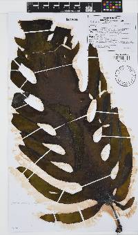 Ecklonia radiata image