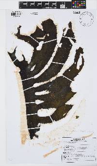 Ecklonia radiata image