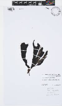 Ecklonia radiata image
