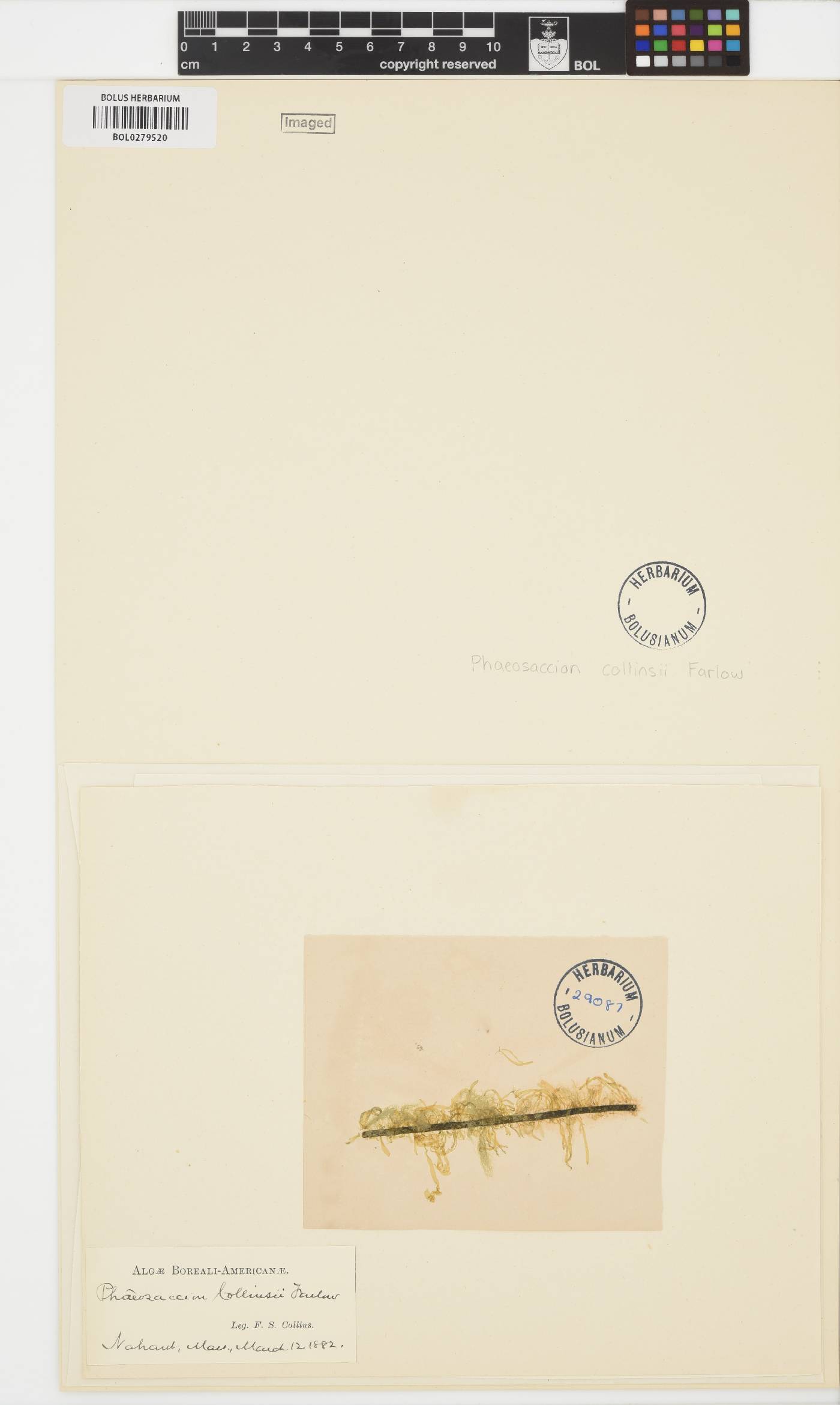 Phaeosacciaceae image