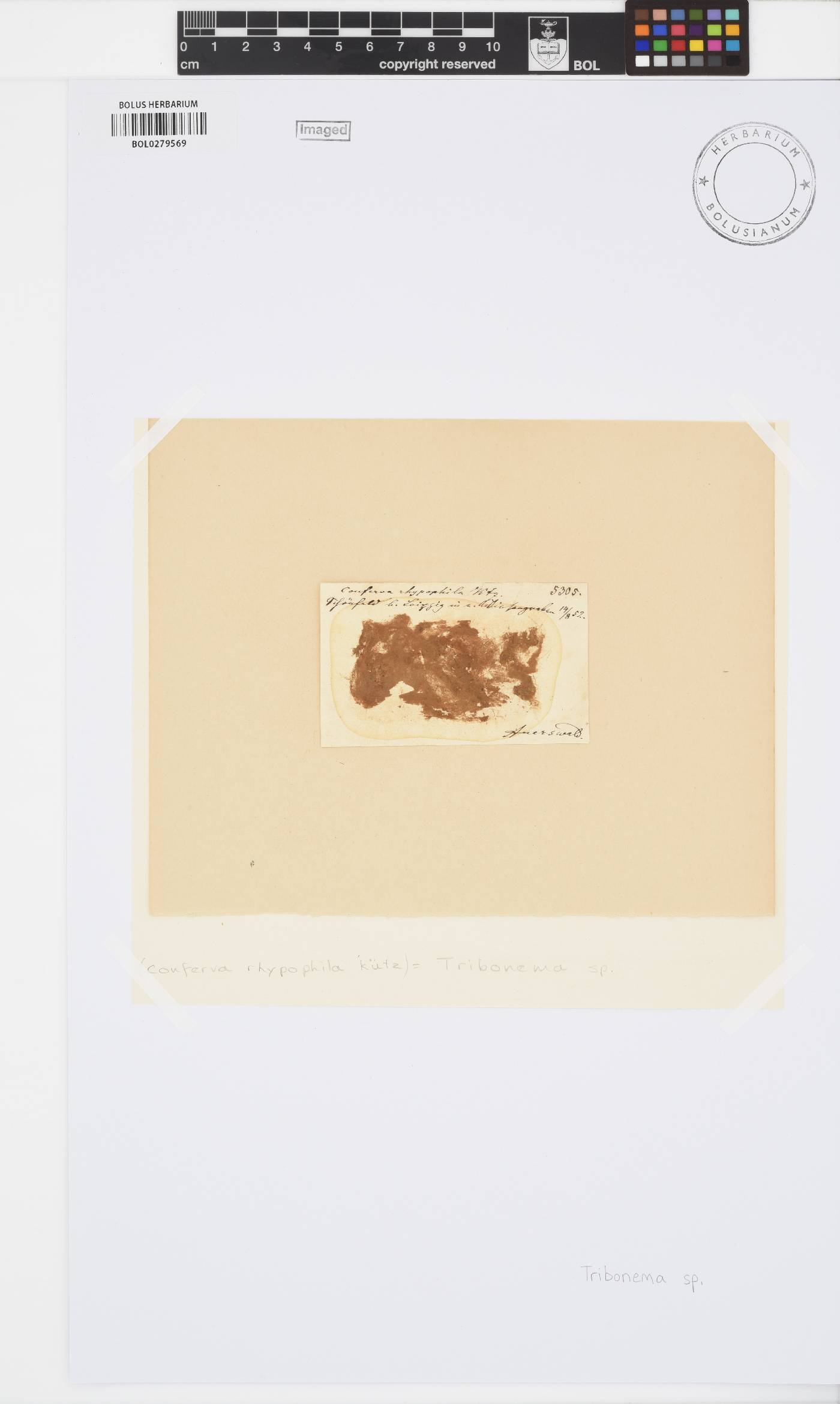 Tribonema image