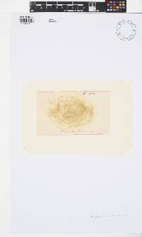 Tribonema viride image