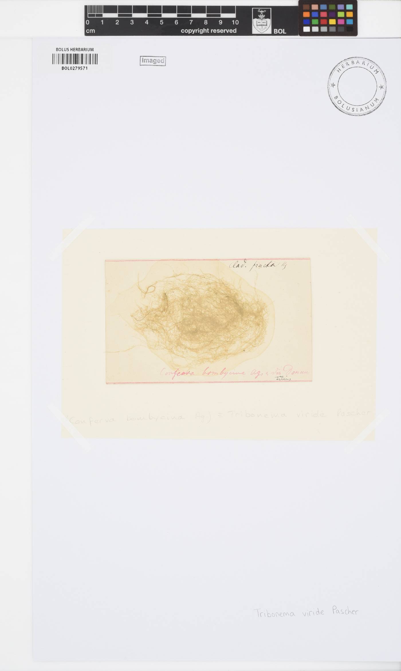 Tribonema viride image