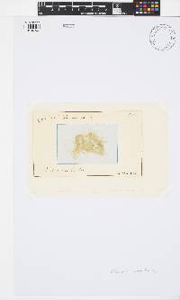 Tribonema viride image