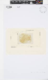 Image of Tribonema tenerrimum