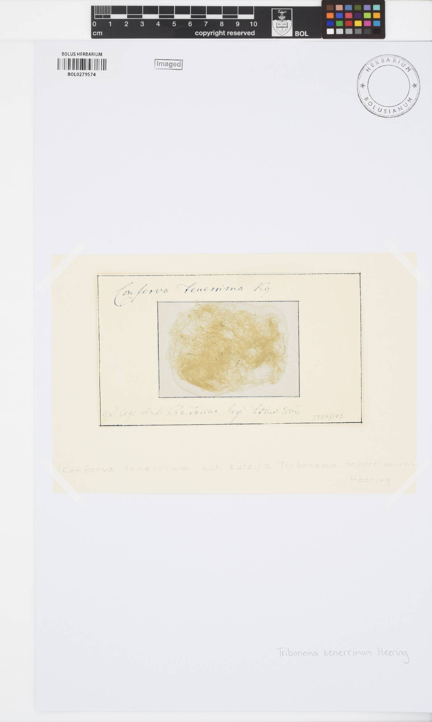 Tribonema tenerrimum image