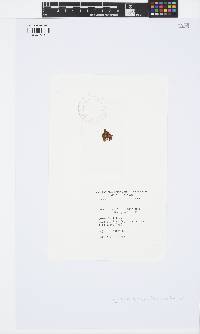 Iyengaria stellata image