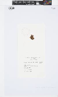 Iyengaria stellata image