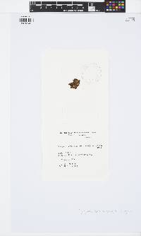 Iyengaria stellata image