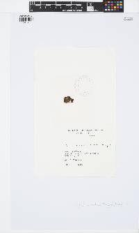 Iyengaria stellata image