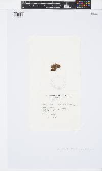Iyengaria stellata image