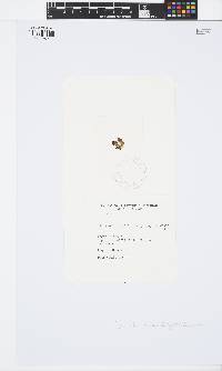 Iyengaria stellata image