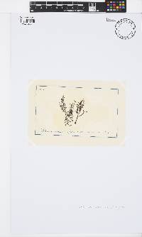 Ericaria selaginoides image