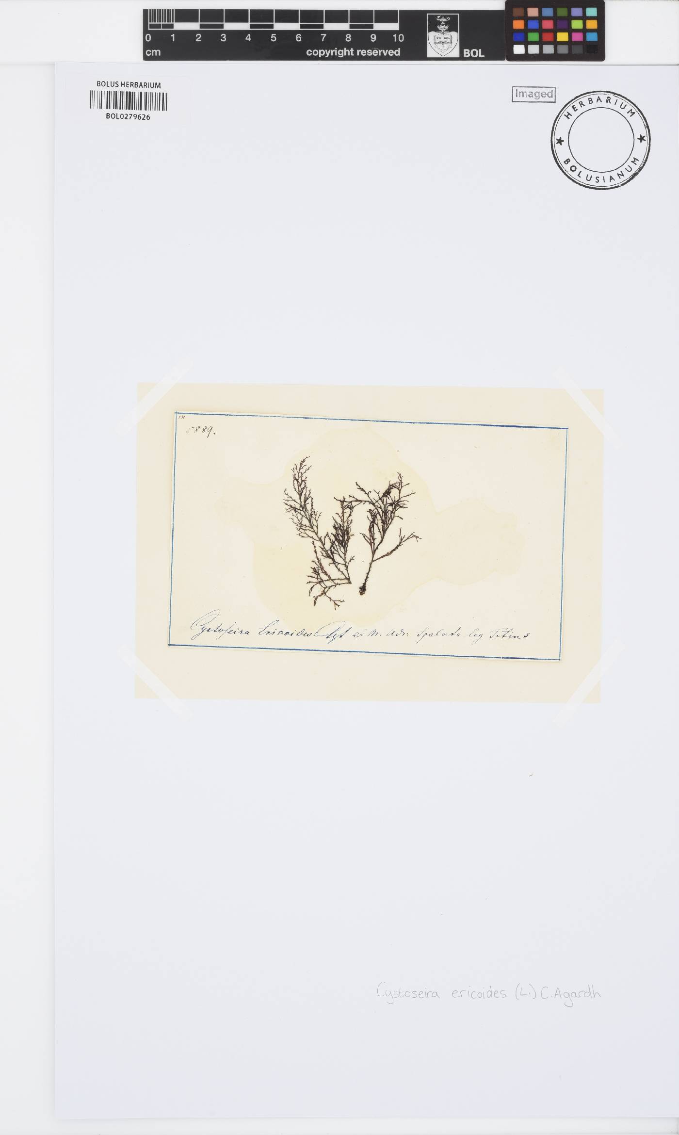 Ericaria selaginoides image
