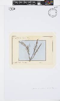 Ericaria selaginoides image