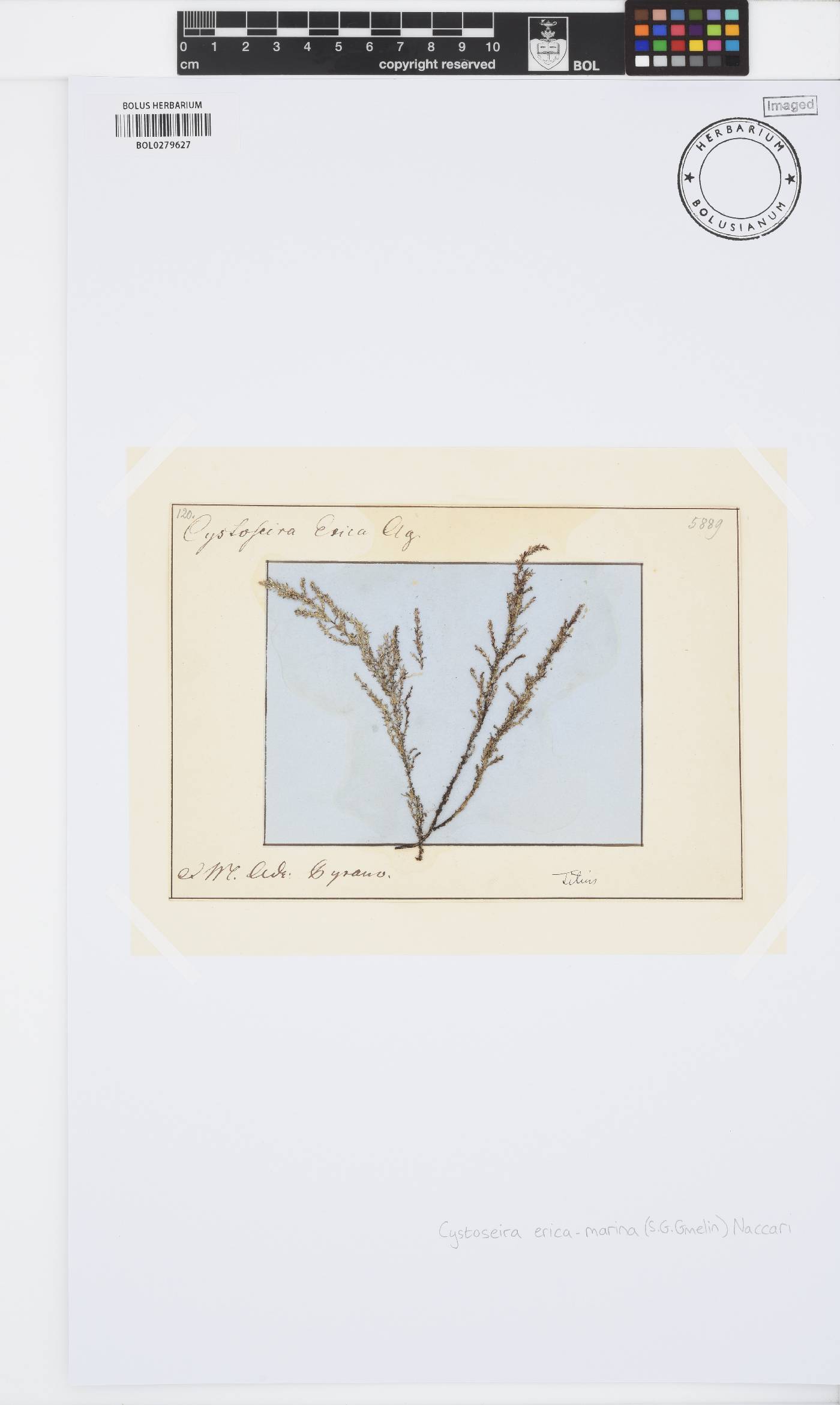 Ericaria selaginoides image
