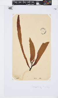 Macrocystis pyrifera image