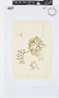Dictyota dichotoma image