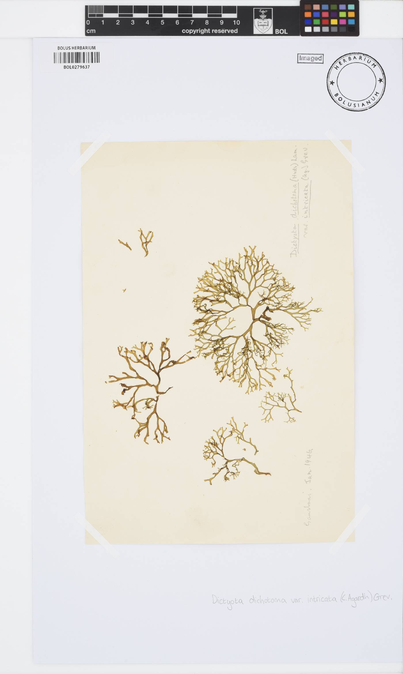 Dictyota dichotoma var. intricata image
