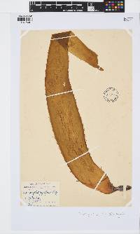 Macrocystis pyrifera image