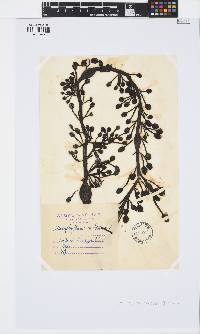 Ascophyllum nodosum image