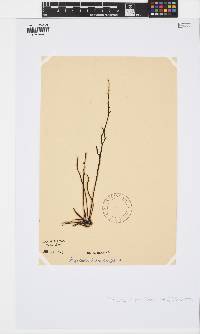 Brassicophycus sisymbrioides image