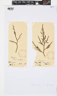 Brassicophycus sisymbrioides image