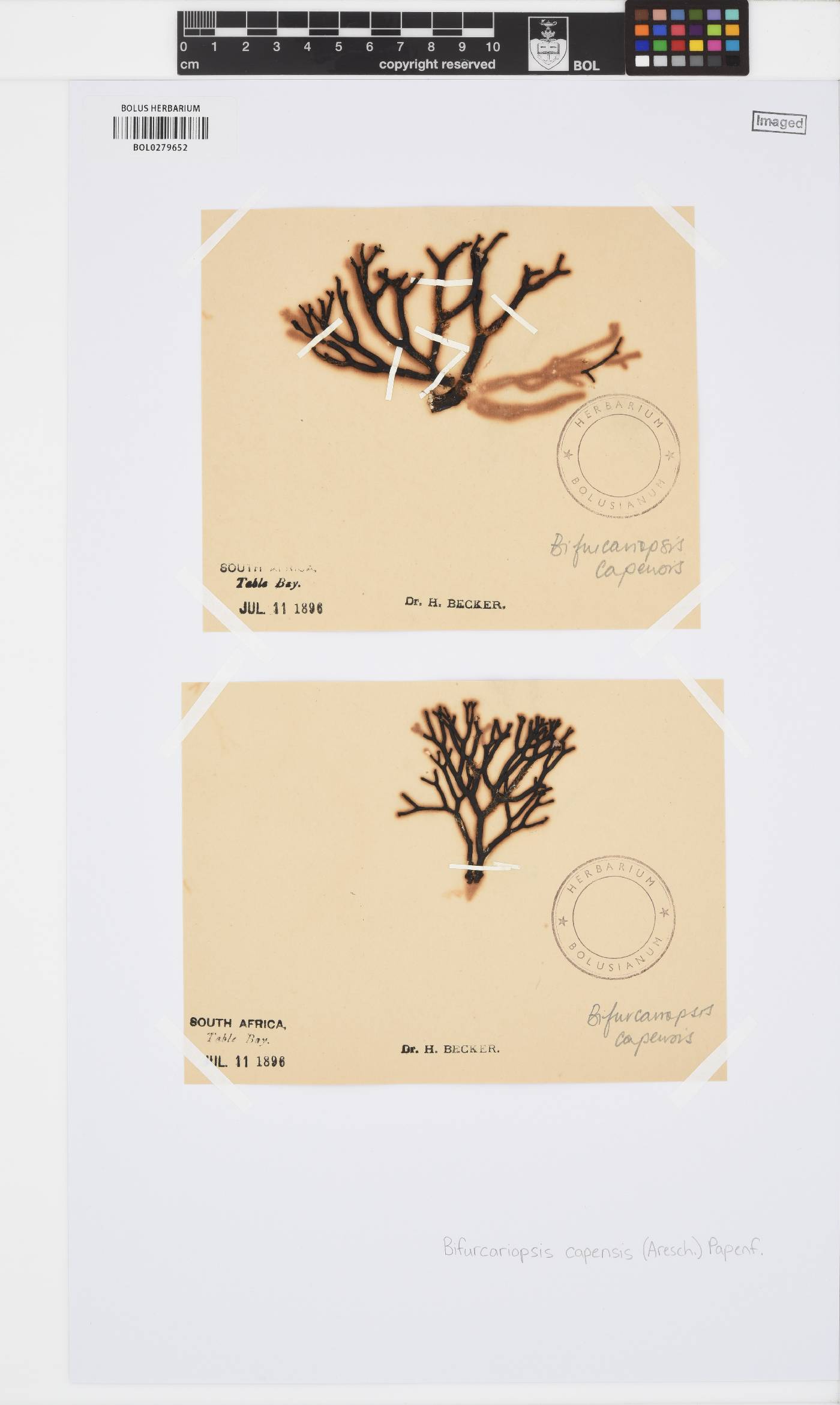 Bifurcariopsidaceae image