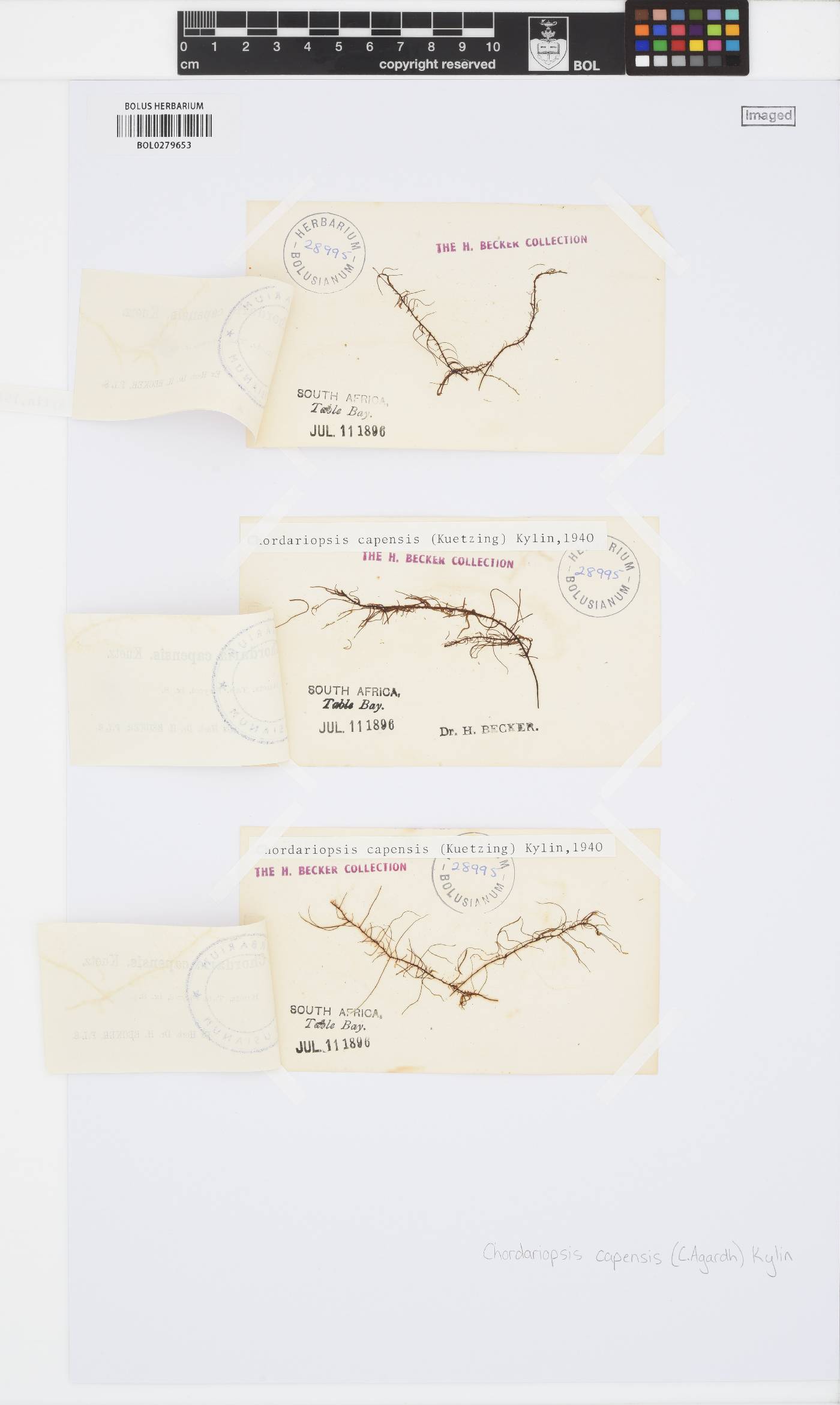 Chordariopsis capensis image