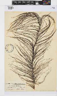 Chordariopsis capensis image