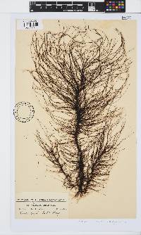 Chordariopsis capensis image