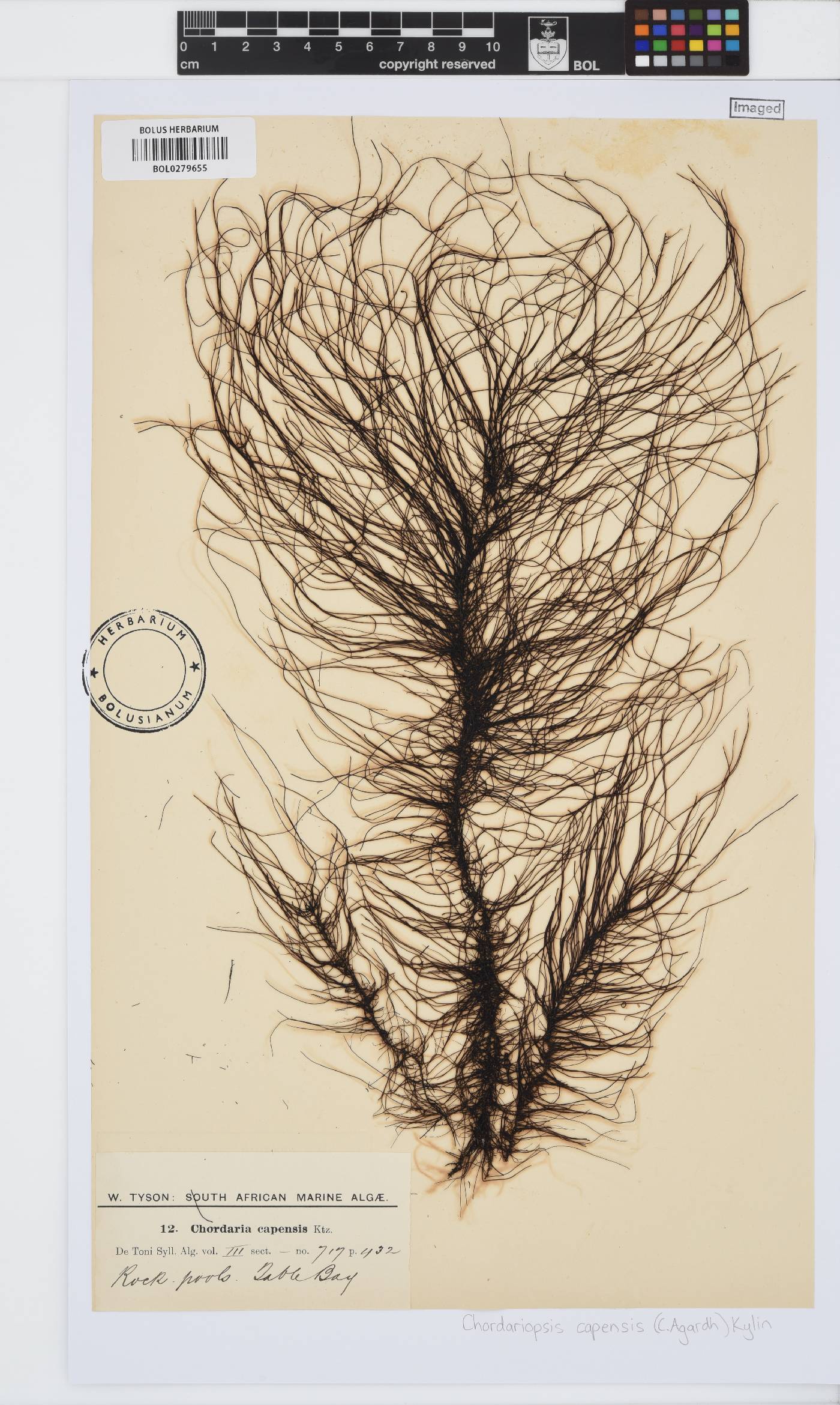 Chordariopsis capensis image