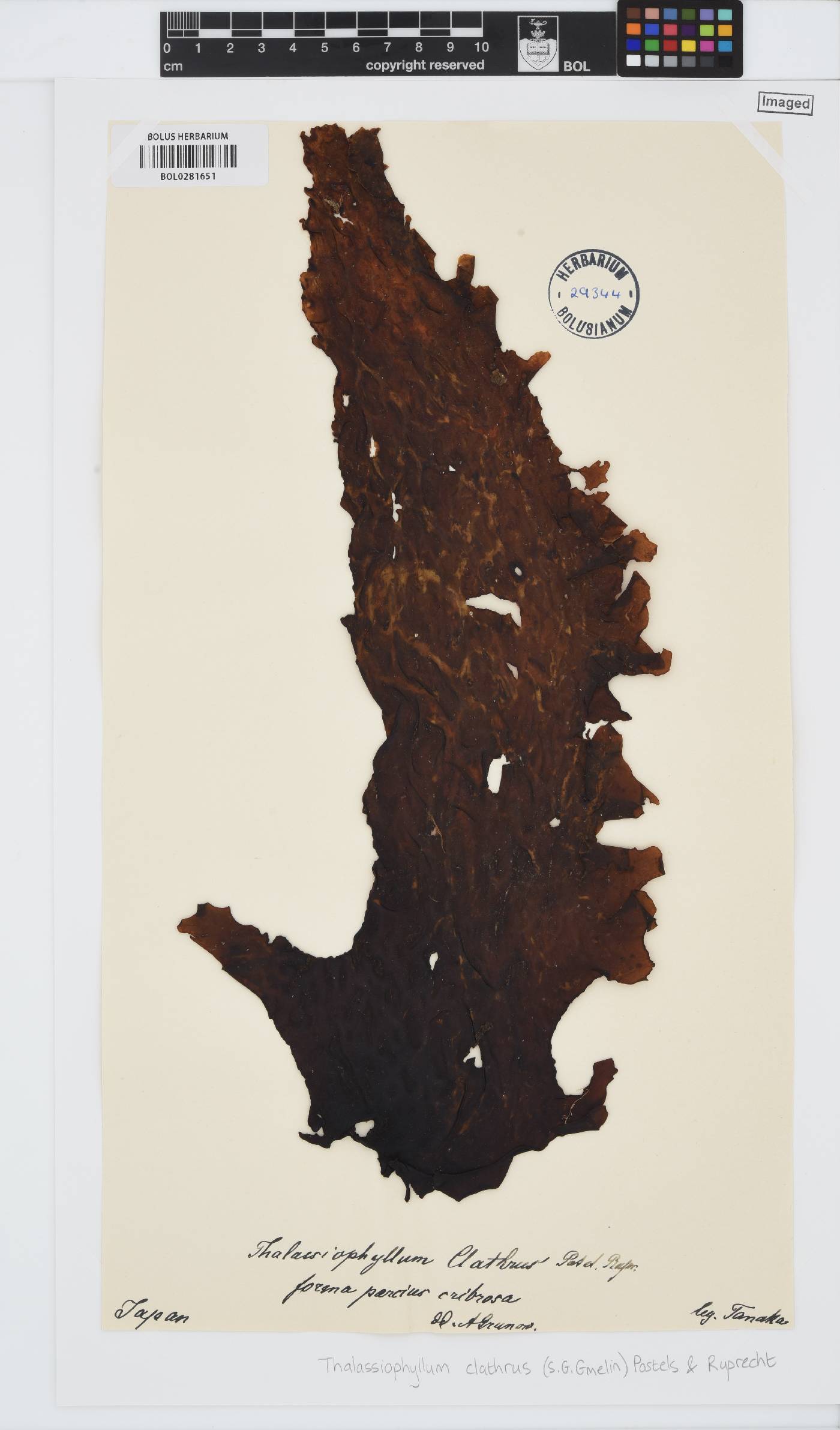 Thalassiophyllum image