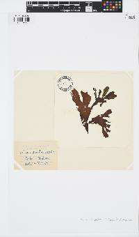 Spatoglossum schroederi image