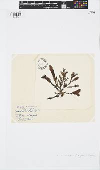 Spatoglossum schroederi image