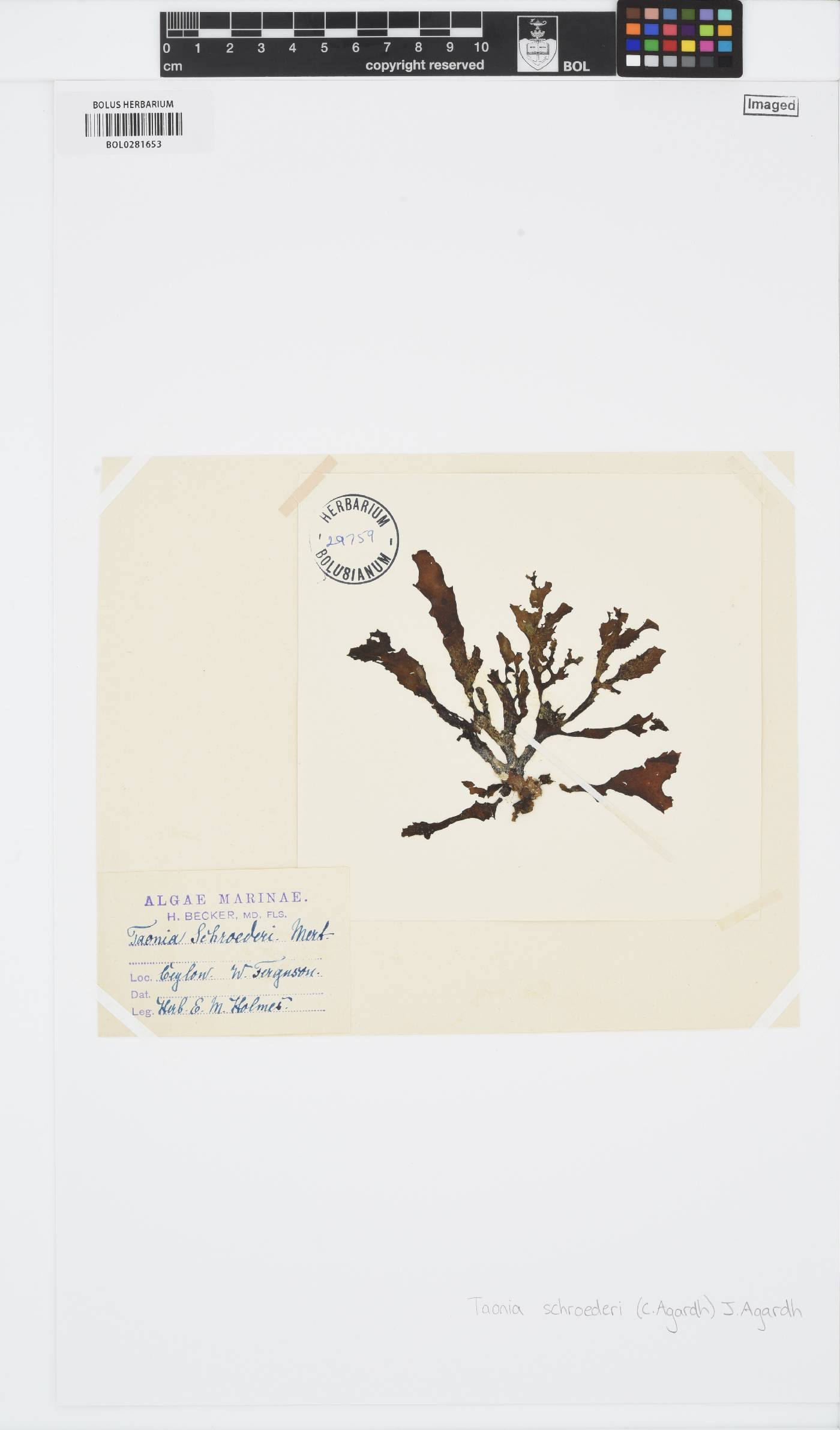 Spatoglossum schroederi image