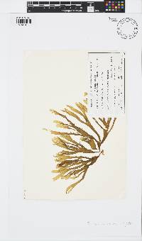 Image of Taonia australasica