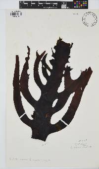Ecklonia radiata image
